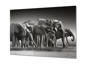 Glass Picture Wall Art - Picture on Glass SART03A Animals Series: Botswana safari