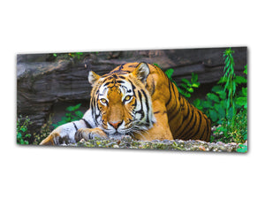 Glass Print Wall Art – Image on Glass 125 x 50 cm (≈ 50” x 20”) ; Tiger 3